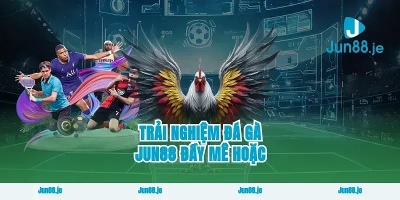 Trải Nghiệm Đá Gà Jun88 Đầy Mê Hoặc