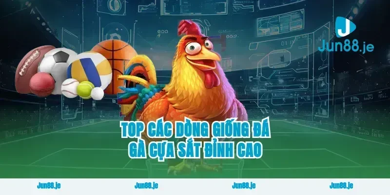 Top các dòng giống đá gà cựa sắt đỉnh cao