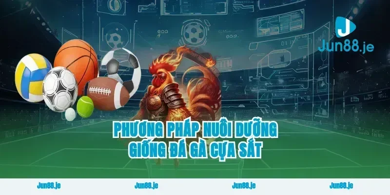 Phương pháp nuôi dưỡng giống đá gà cựa sắt